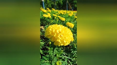 萬壽菊真的就是瓣臭菊嗎?#萬壽菊