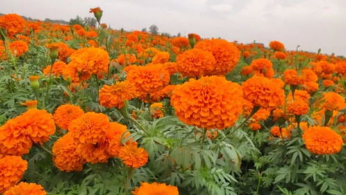 薛百鎮河東村萬壽菊種植基地采摘忙