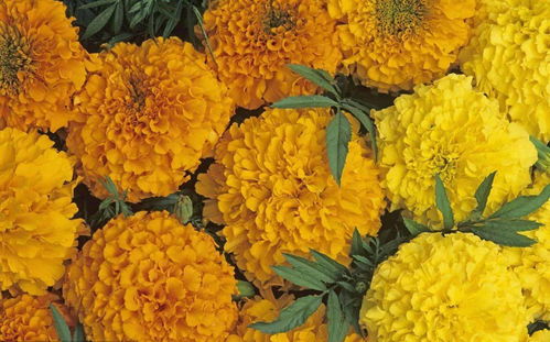 15種秋冬 網紅 花,你肯定認不全,真的太美