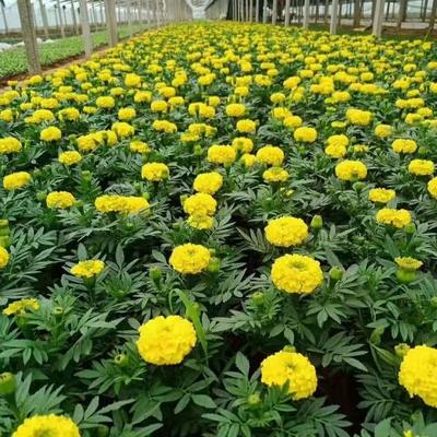 廠家直銷萬壽菊 國慶節(jié)日花卉 市政綠化工程萬壽菊 量大從優(yōu)
