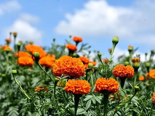 添美景增收入,昭陽區樂居鎮仁和村 幸福花 開