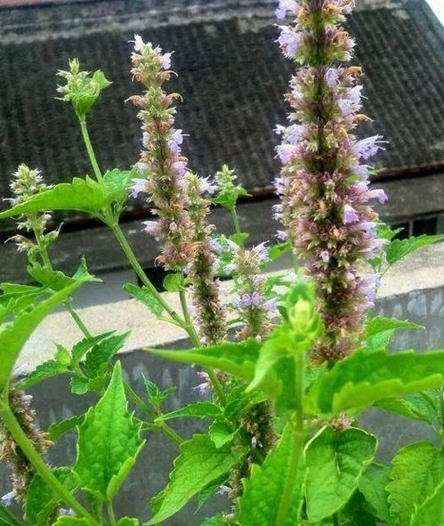 5種花蚊子 不喜歡 ,好看還好養,是天然蚊香,值得多養幾盆 萬壽菊