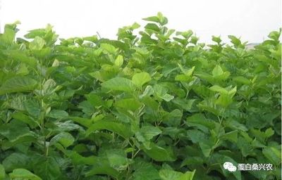 蛋白桑:果桑產(chǎn)業(yè)化發(fā)展探討