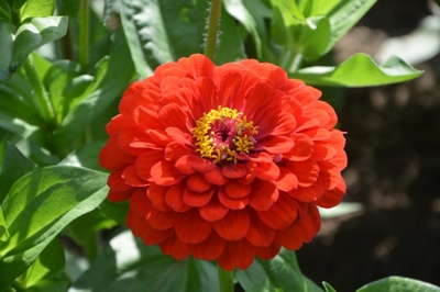 紅色萬壽菊高清