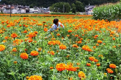 秋開萬壽菊