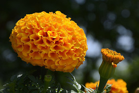 橙色萬壽菊