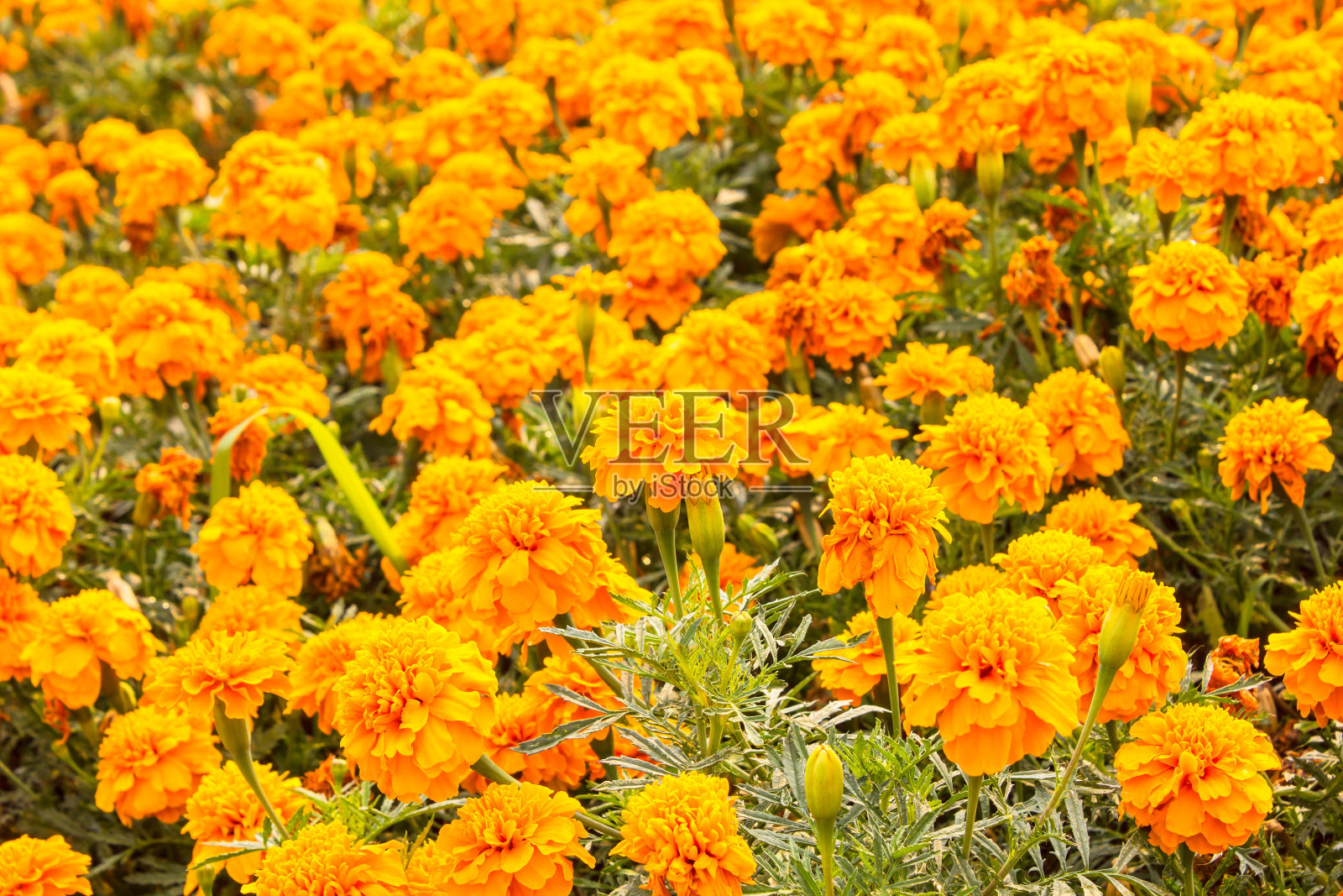 萬壽菊(萬壽菊、墨西哥萬壽菊、阿茲特克萬壽菊)照片攝影