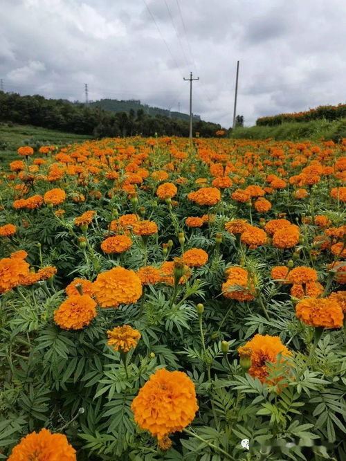萬壽菊種植效益初顯 產業發展助民增收