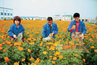 首批純天然食品添加劑在哈爾濱 種植