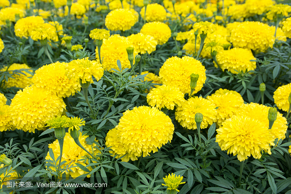 黃萬壽菊花(萬壽菊,墨西哥萬壽菊,阿茲特克