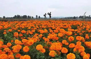 快收藏 2017貴州20種花賞花時間表,人少景美哦
