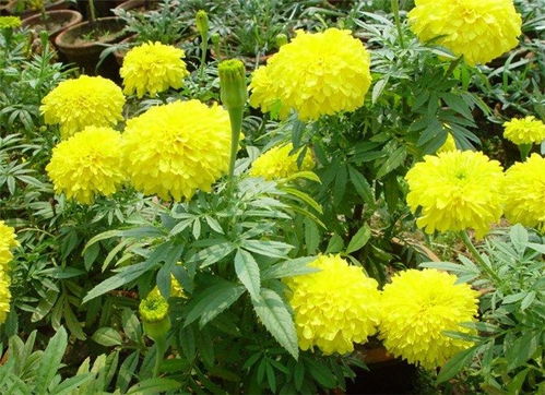 芳青花卉苗 圖 萬(wàn)壽菊容器苗 萬(wàn)壽菊