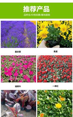萬(wàn)壽菊 萬(wàn)壽菊花苗 萬(wàn)壽菊市場(chǎng) 拓鑫萬(wàn)壽菊