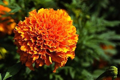 賀歲片:金光燦爛萬(wàn)壽菊_攝影綜合論壇_太平洋電腦網(wǎng)產(chǎn)品論壇