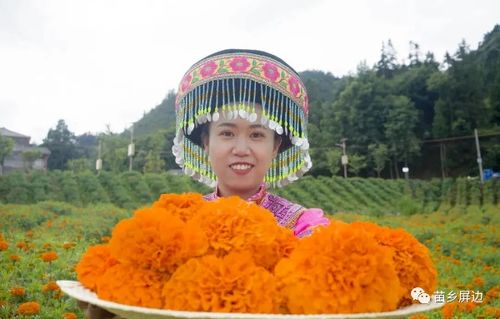 屏邊 推進(jìn)特色產(chǎn)業(yè)與民族團(tuán)結(jié) 互進(jìn)共融