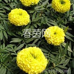 萬(wàn)壽菊批發(fā) 萬(wàn)壽菊供應(yīng) 萬(wàn)壽菊廠家 