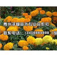 青州市子楊苗木農(nóng)民專業(yè)合作社 - 企業(yè)庫(kù) - 準(zhǔn)確全面的企業(yè)與產(chǎn)品信息門戶